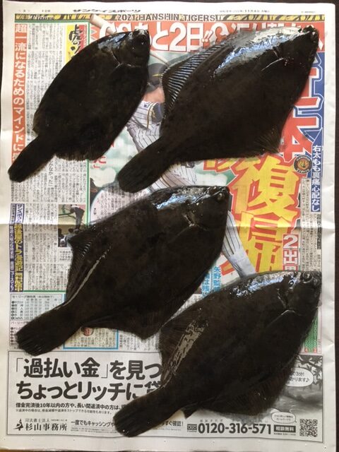 大阪で4枚のカレイ、この年は13枚を大阪で釣った