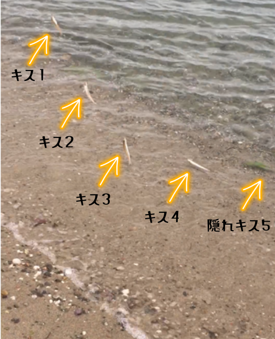 淡路島キス釣り2023年第二弾。5本針に5連。